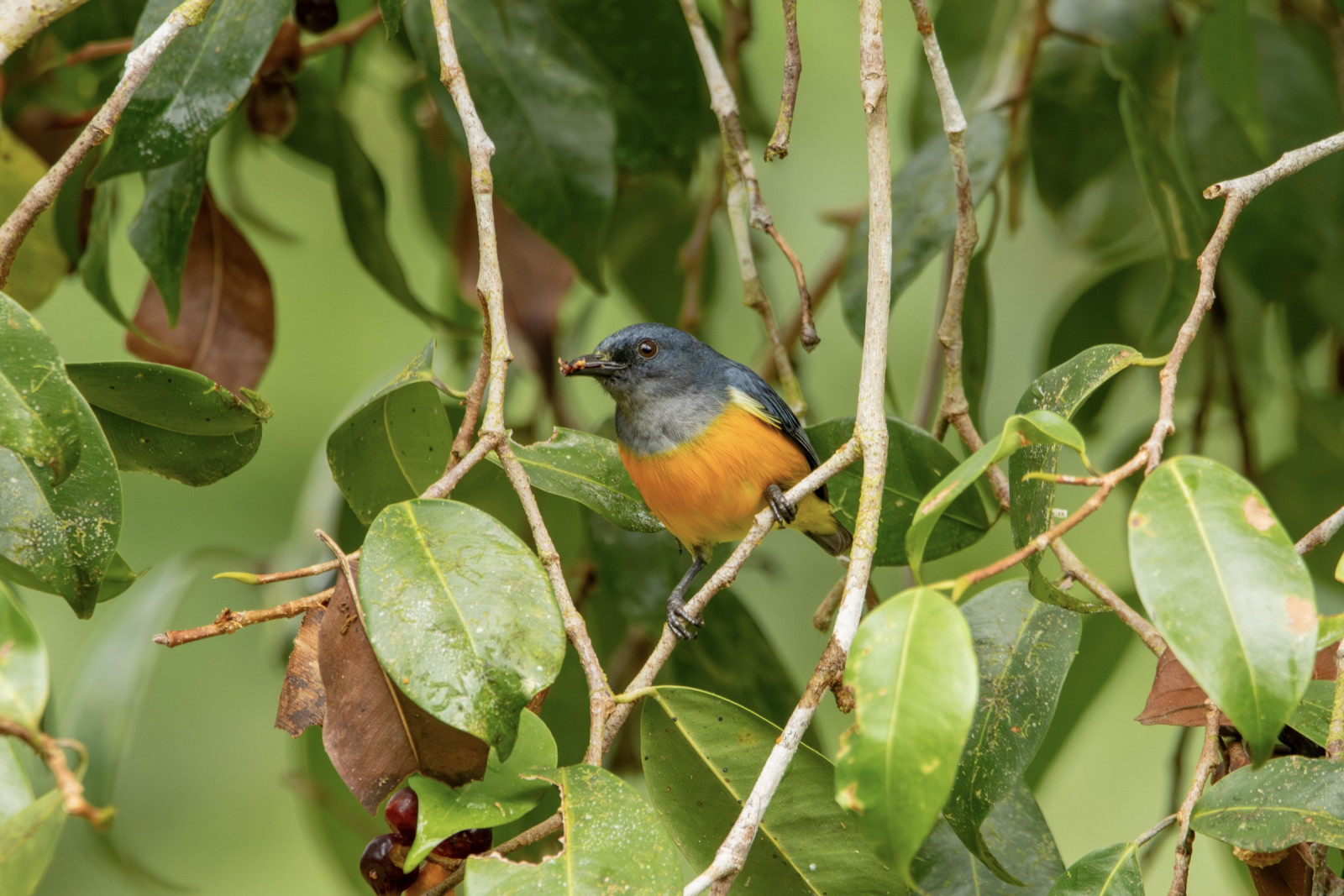 image Orange-bellied Flowerpecker